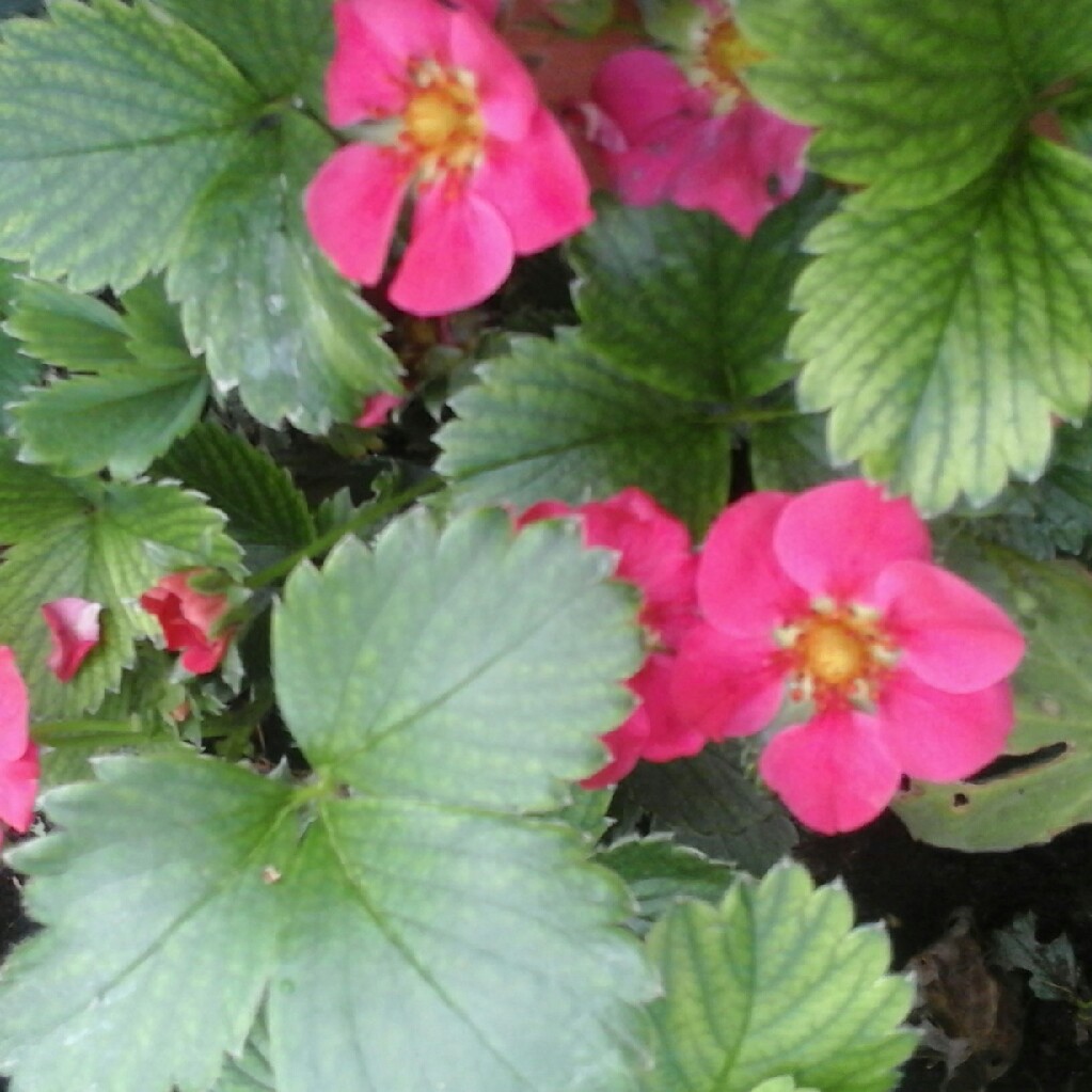 Fragaria x ananassa Toscana in the GardenTags plant encyclopedia Strawberry Toscana in the GardenTags plant encyclopedia
