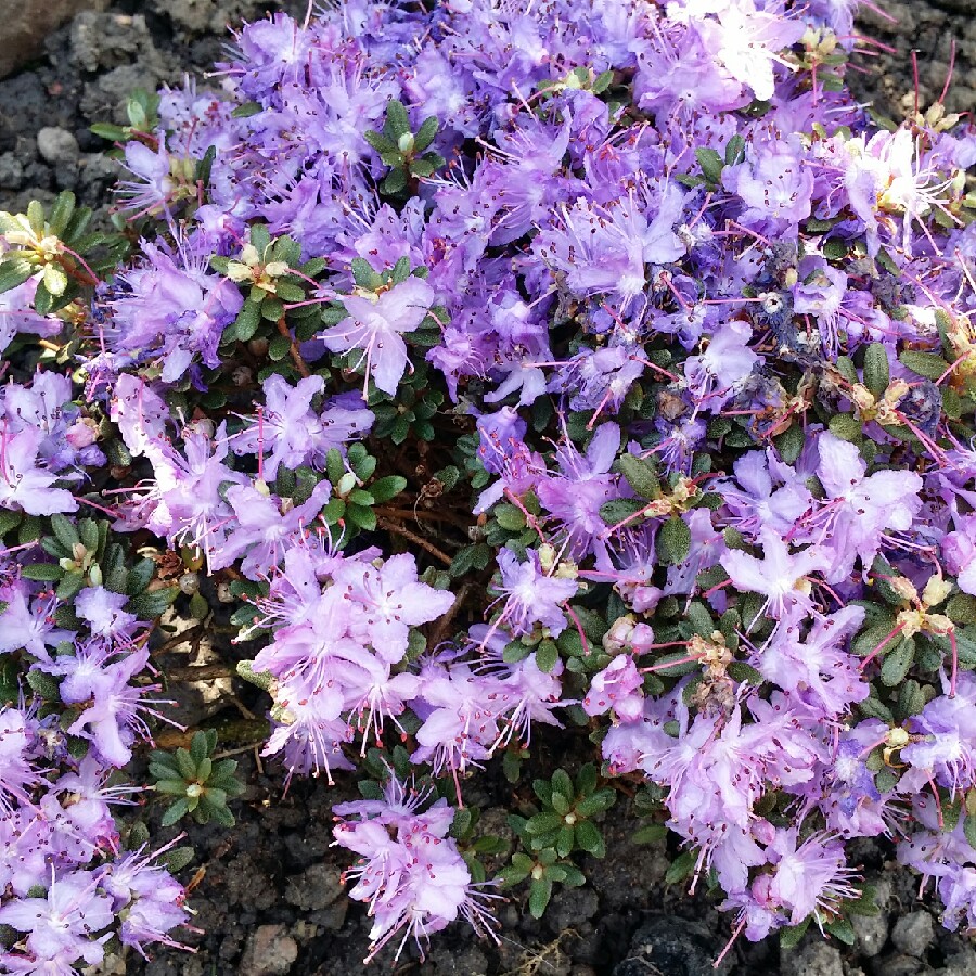 Rhododendron impeditum in the GardenTags plant encyclopedia Rhododendron (Species) Dwarf Purple Rhododendron in the GardenTags plant encyclopedia
