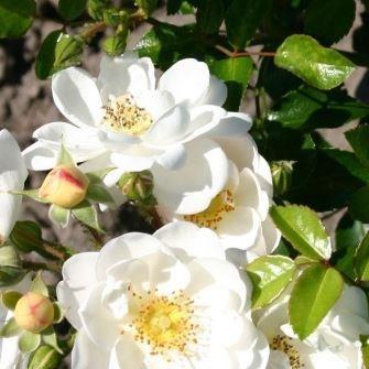 Rosa Heidesommer (Korliris) syn. R. Cevennes in the GardenTags plant encyclopedia Rose Heidesommer in the GardenTags plant encyclopedia