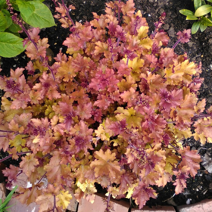 Heuchera Raspberry Ripple in the GardenTags plant encyclopedia Alumroot Raspberry Ripple in the GardenTags plant encyclopedia