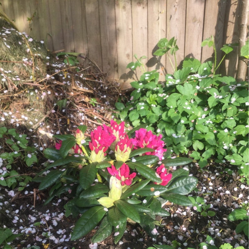 Rhododendron Pink Lady in the GardenTags plant encyclopedia Rhododendron Pink Lady in the GardenTags plant encyclopedia