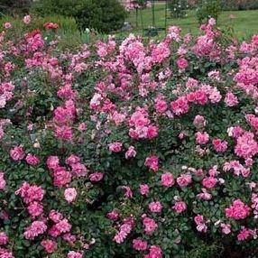 Rosa Mirato (tanotax) syn. R. Chatsworth, R. Footloose in the GardenTags plant encyclopedia Rose Footloose in the GardenTags plant encyclopedia