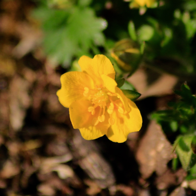 Potentilla verna Nana in the GardenTags plant encyclopedia Alpine Cinquefoil Nana in the GardenTags plant encyclopedia