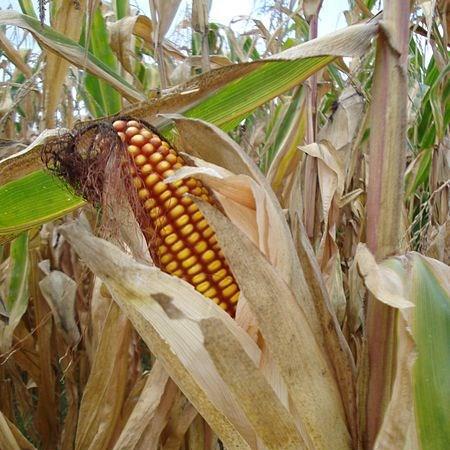 Zea mays var. saccharata Incredible F1 in the GardenTags plant encyclopedia Sweet Corn Incredible F1 in the GardenTags plant encyclopedia