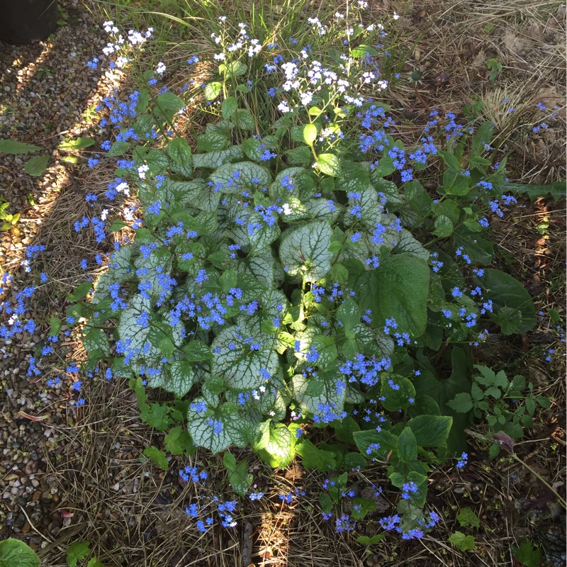 Brunnera macrophylla Jack Frost in the GardenTags plant encyclopedia Siberian Bugloss Jack Frost in the GardenTags plant encyclopedia