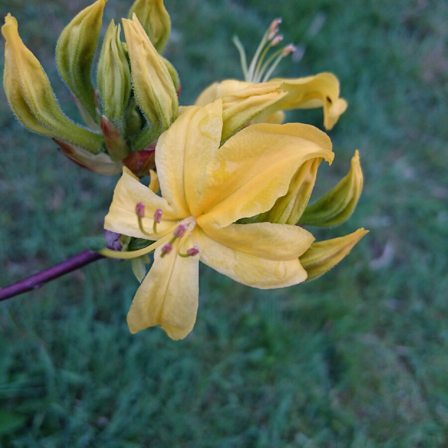 Rhododendron Molly Miller in the GardenTags plant encyclopedia Azalea Molly Miller in the GardenTags plant encyclopedia