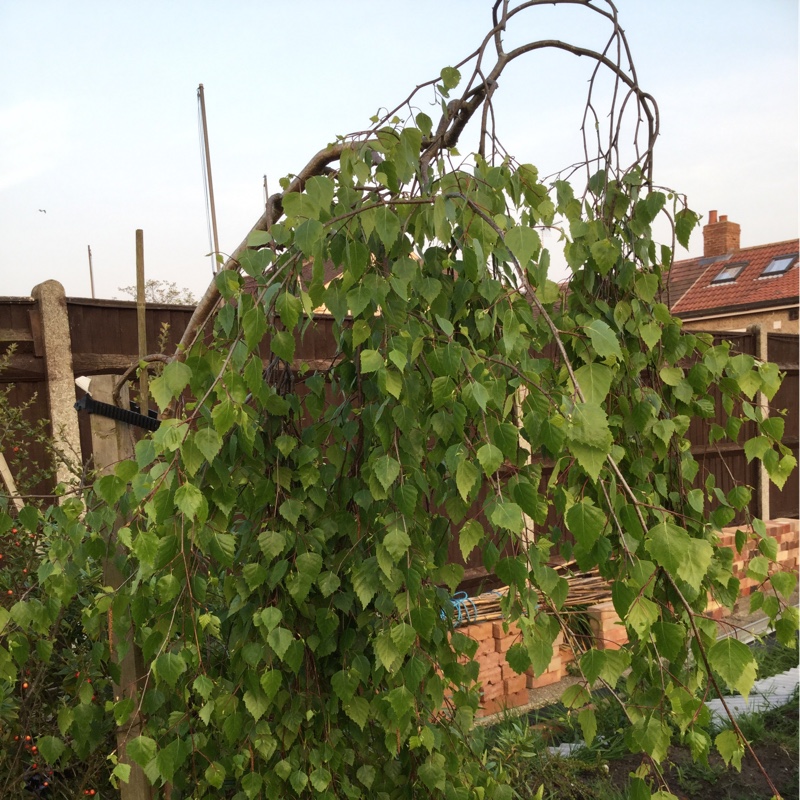 Betula pendulum Youngii in the GardenTags plant encyclopedia Youngs Weeping Birch in the GardenTags plant encyclopedia