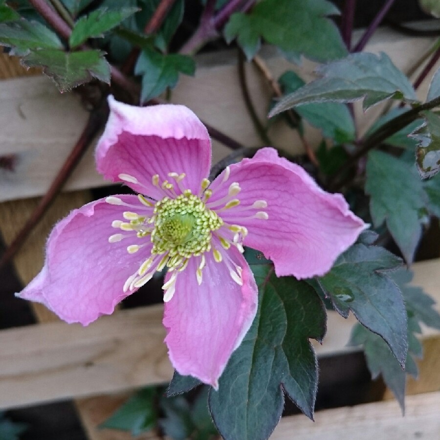 Clematis montana var rubens Tetrarose in the GardenTags plant encyclopedia Clematis montana Tetrarose in the GardenTags plant encyclopedia