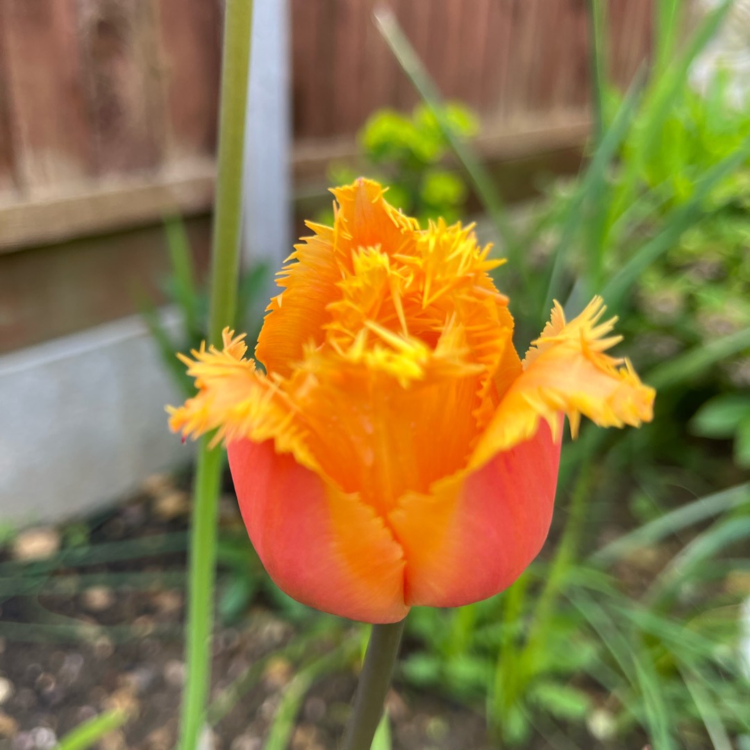 Tulipa Lambada in the GardenTags plant encyclopedia Tulip Lambada (Fringed) in the GardenTags plant encyclopedia