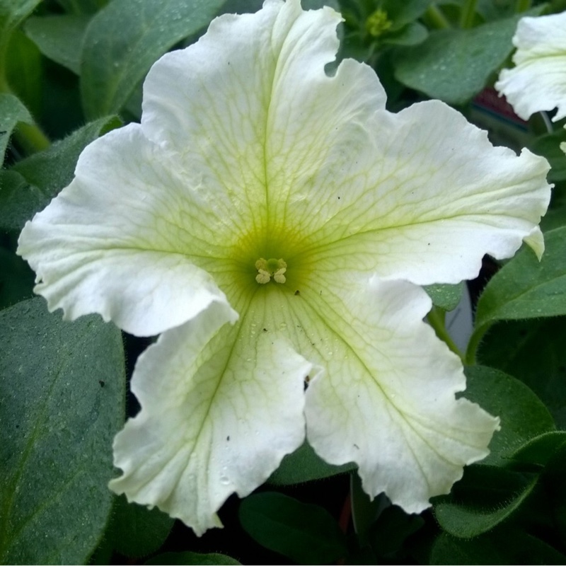 Trailing Petunia Lime in the GardenTags plant encyclopedia