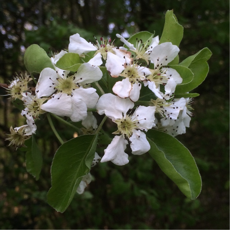 Wild Pear in the GardenTags plant encyclopedia