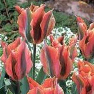 Tulipa Artist in the GardenTags plant encyclopedia Tulip Artist (Viridiflora) in the GardenTags plant encyclopedia