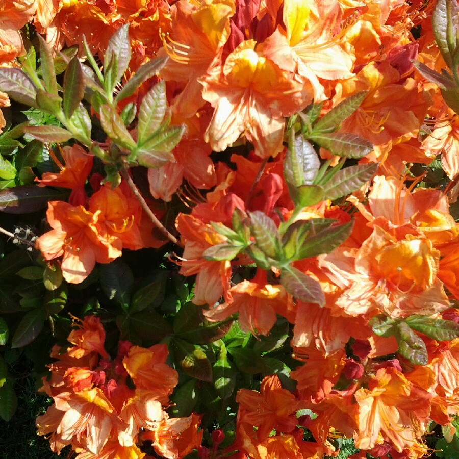 Rhododendron Cherry Drops in the GardenTags plant encyclopedia Azalea Cherry Drops in the GardenTags plant encyclopedia