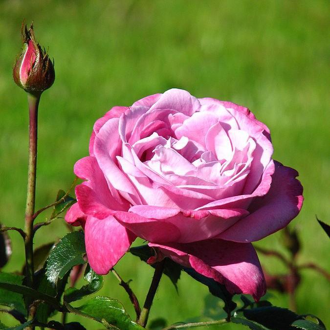 Rosa Blue River (Korsicht) in the GardenTags plant encyclopedia Rose Blue River in the GardenTags plant encyclopedia