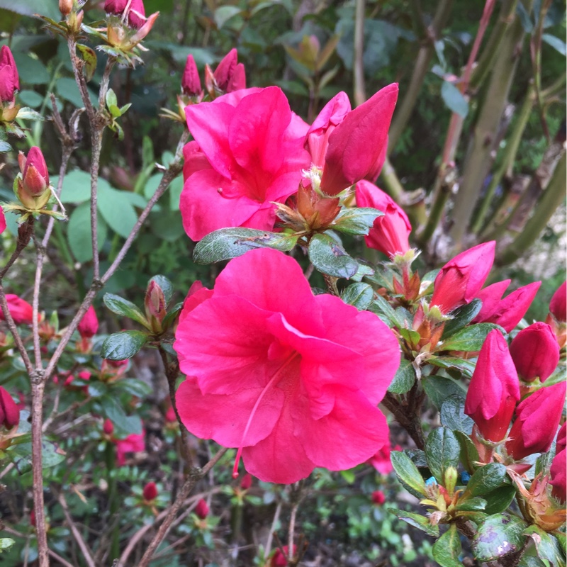 Rhododendron Vuyks Scarlet in the GardenTags plant encyclopedia Azalea Vuyks Scarlet in the GardenTags plant encyclopedia