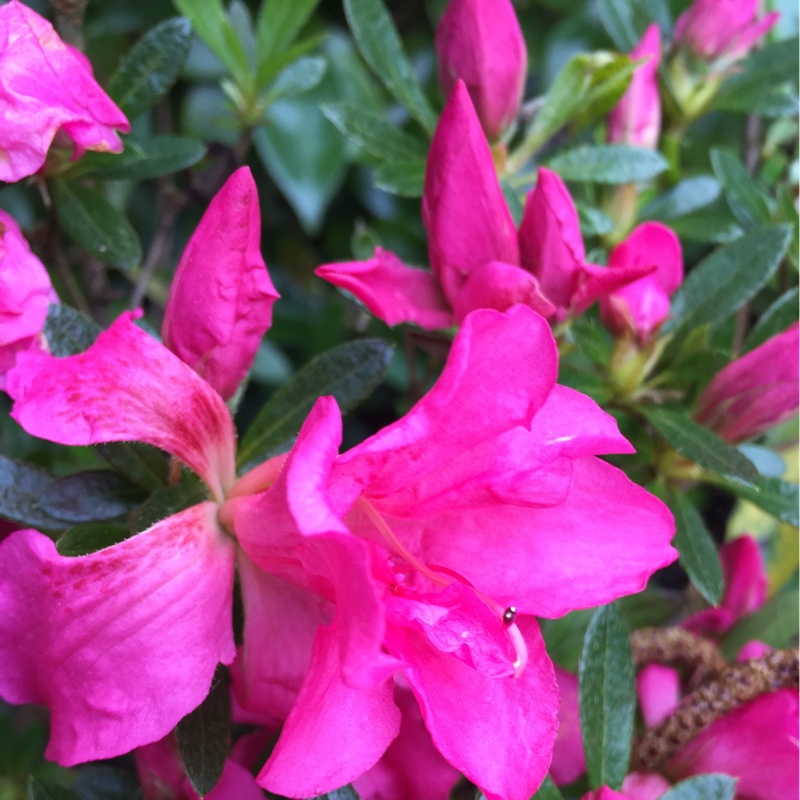 Rhododendron Rosa King in the GardenTags plant encyclopedia Azalea Rosa King in the GardenTags plant encyclopedia