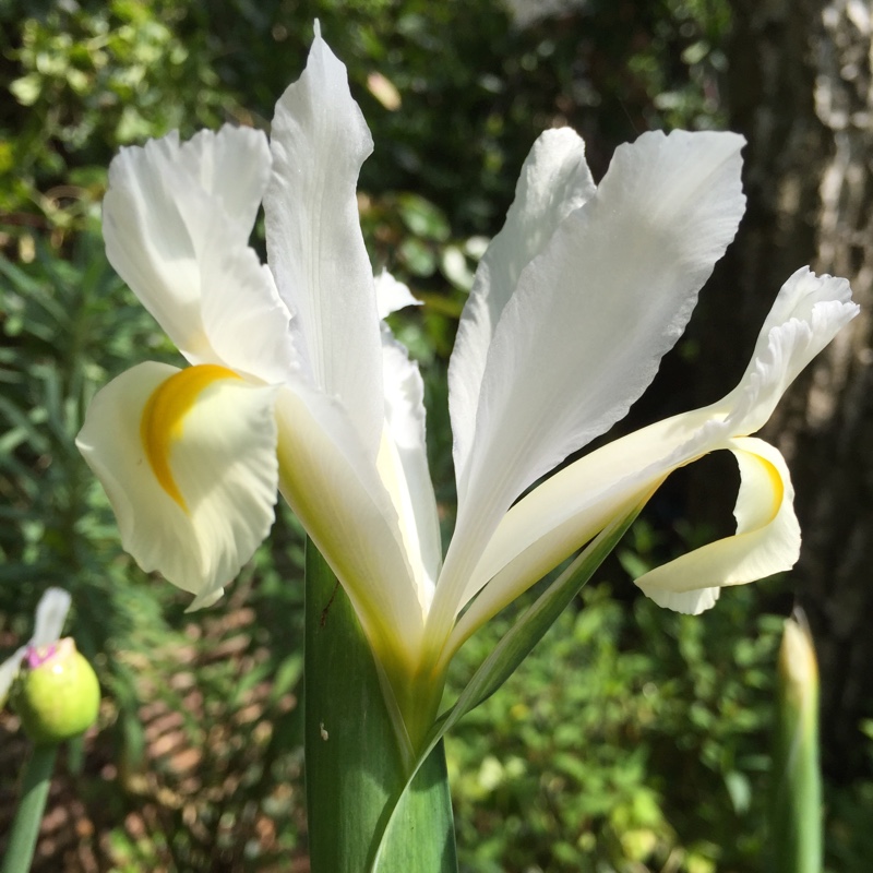 Iris x hollandica Casa Blanca in the GardenTags plant encyclopedia Dutch Iris Casablanca in the GardenTags plant encyclopedia