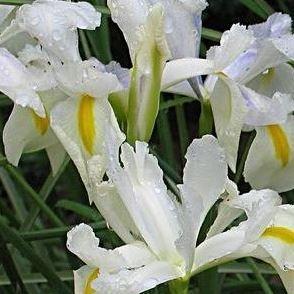 Iris x hollandica White Wedgewood in the GardenTags plant encyclopedia Dutch Iris White Wedgewood in the GardenTags plant encyclopedia