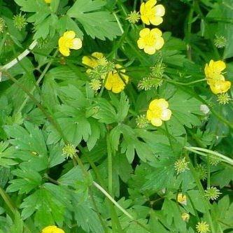 Ranunculus repens in the GardenTags plant encyclopedia Creeping Buttercup in the GardenTags plant encyclopedia