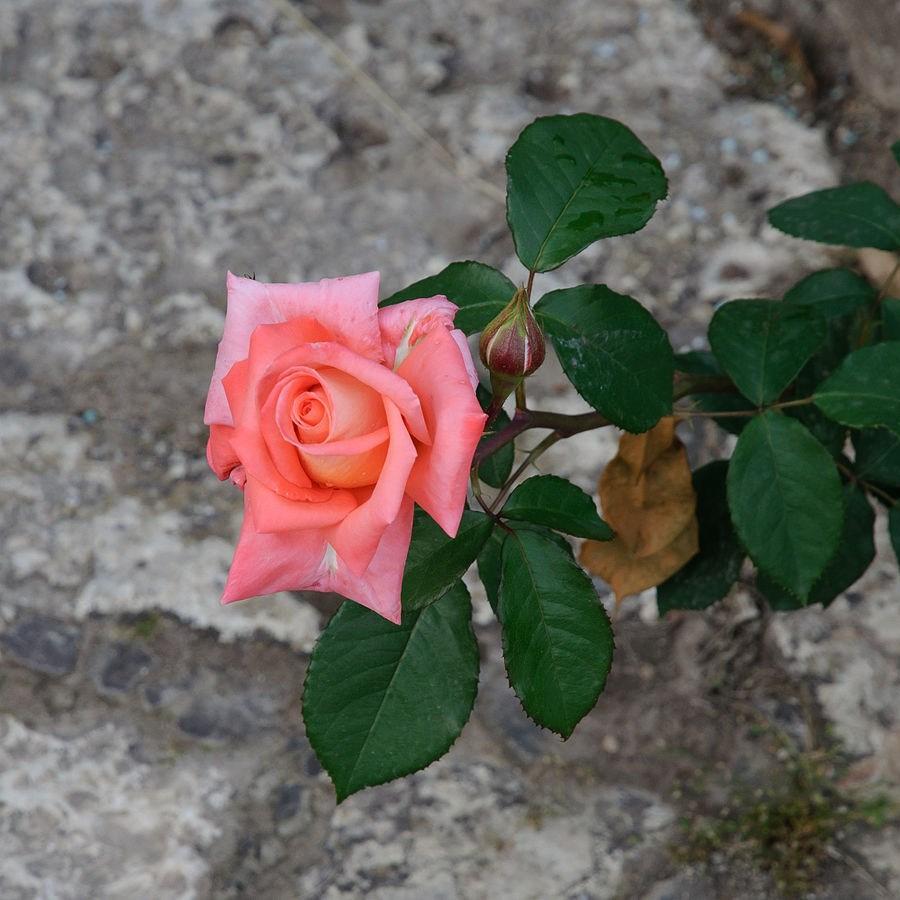 Rosa Lolita (Korlita) in the GardenTags plant encyclopedia Rose Lolita in the GardenTags plant encyclopedia