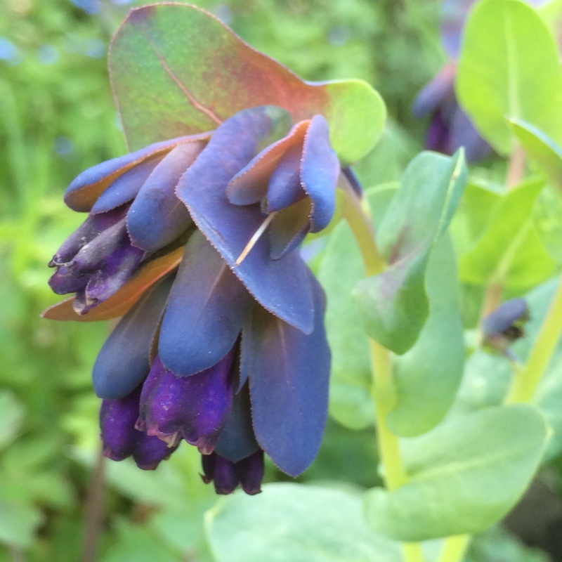 Cerinthe major Purpurescens in the GardenTags plant encyclopedia Greater Honeywort Purpurescens in the GardenTags plant encyclopedia