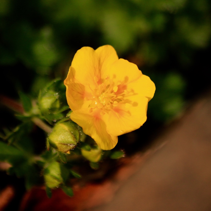 Potentilla neumanniana Nana in the GardenTags plant encyclopedia Potentilla Nana in the GardenTags plant encyclopedia