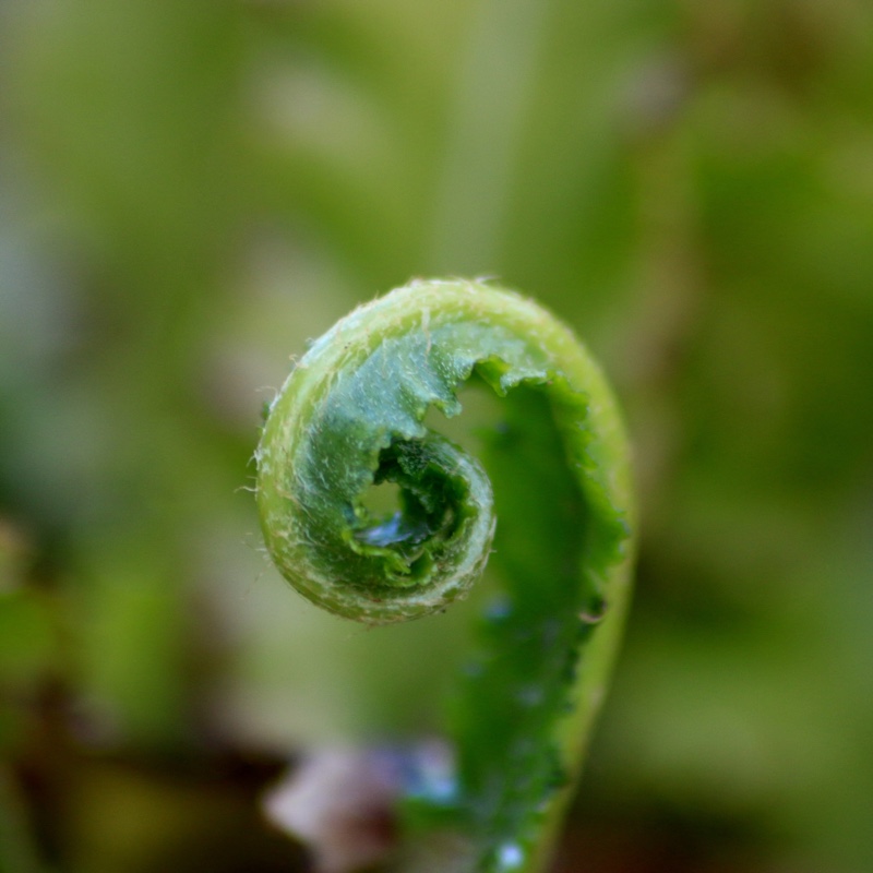 Asplenium scolopendrium Angustifolia in the GardenTags plant encyclopedia Cut-Leaved Harts Tongue Fern in the GardenTags plant encyclopedia