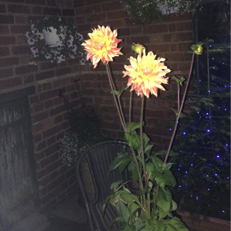 Dahlia Starburst in the GardenTags plant encyclopedia Dahlia Starburst in the GardenTags plant encyclopedia