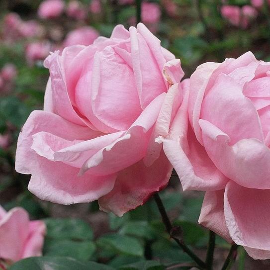 Rosa Mme. Caroline Testout in the GardenTags plant encyclopedia Rose Mme. Caroline Testout in the GardenTags plant encyclopedia
