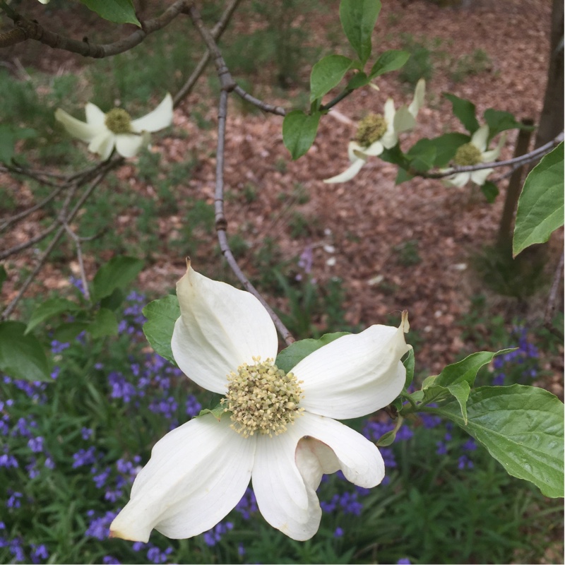 Cornus Nuttallii in the GardenTags plant encyclopedia Pacific Dogwood in the GardenTags plant encyclopedia