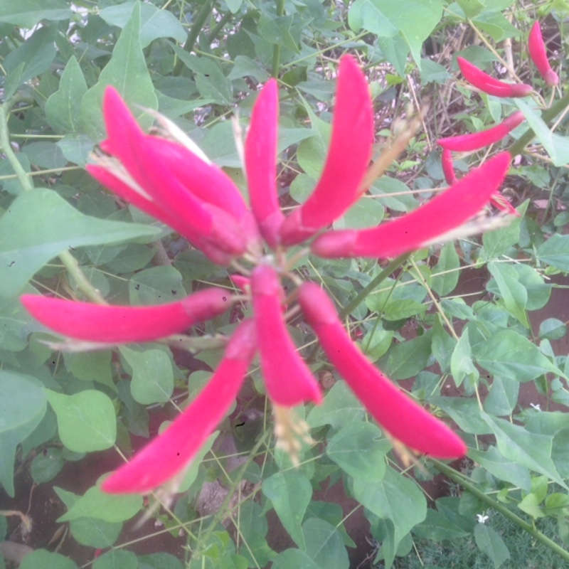 Erythrina herbacea in the GardenTags plant encyclopedia Coral Bean in the GardenTags plant encyclopedia
