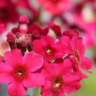 Primula japonica Millers Crimson in the GardenTags plant encyclopedia Japanese Primrose Millers Crimson in the GardenTags plant encyclopedia