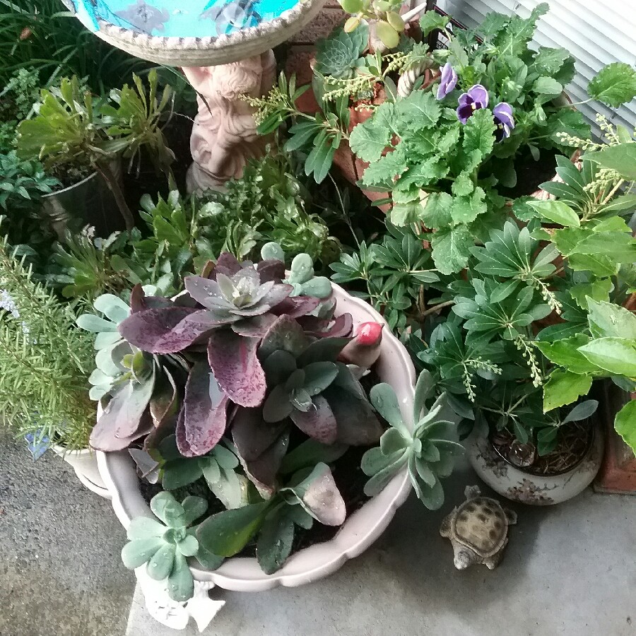 Sedum Telephium Xenox in the GardenTags plant encyclopedia Stonecrop Xenox in the GardenTags plant encyclopedia