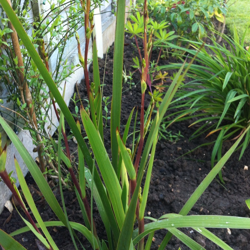 Libertia caerulescens in the GardenTags plant encyclopedia Libertia caerulescens in the GardenTags plant encyclopedia