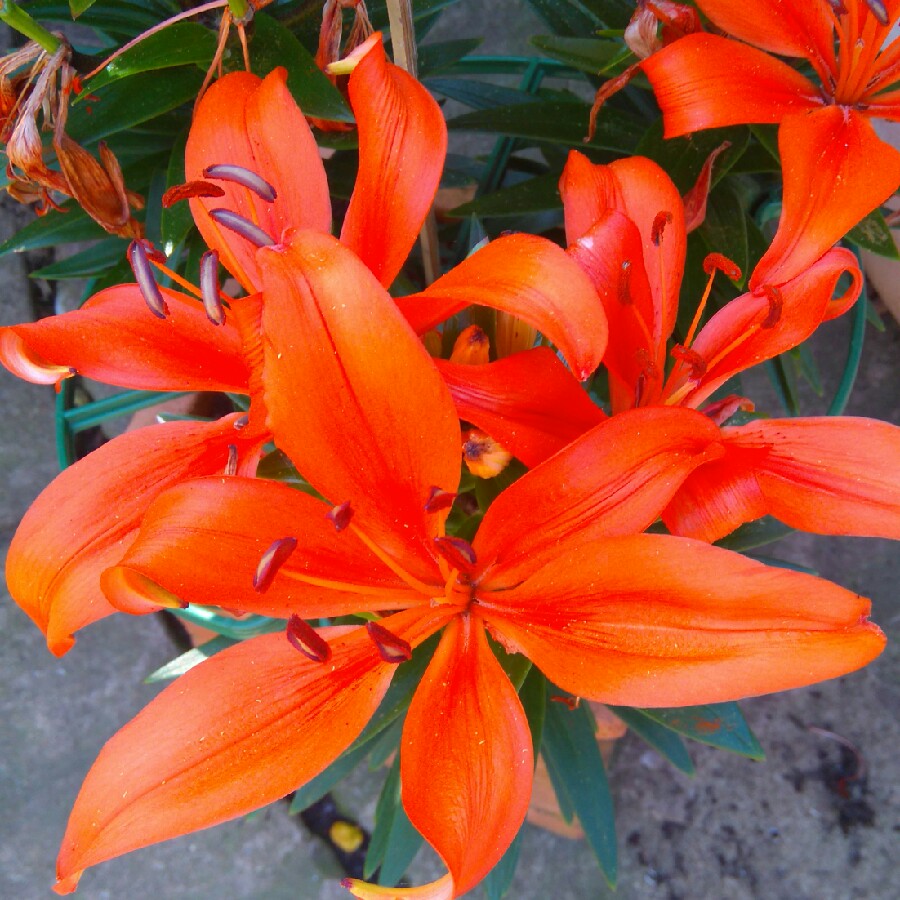 Lilium Orange Matrix syn. Lilium Matrix Orange in the GardenTags plant encyclopedia Lily Orange Matrix (Asiatic) in the GardenTags plant encyclopedia