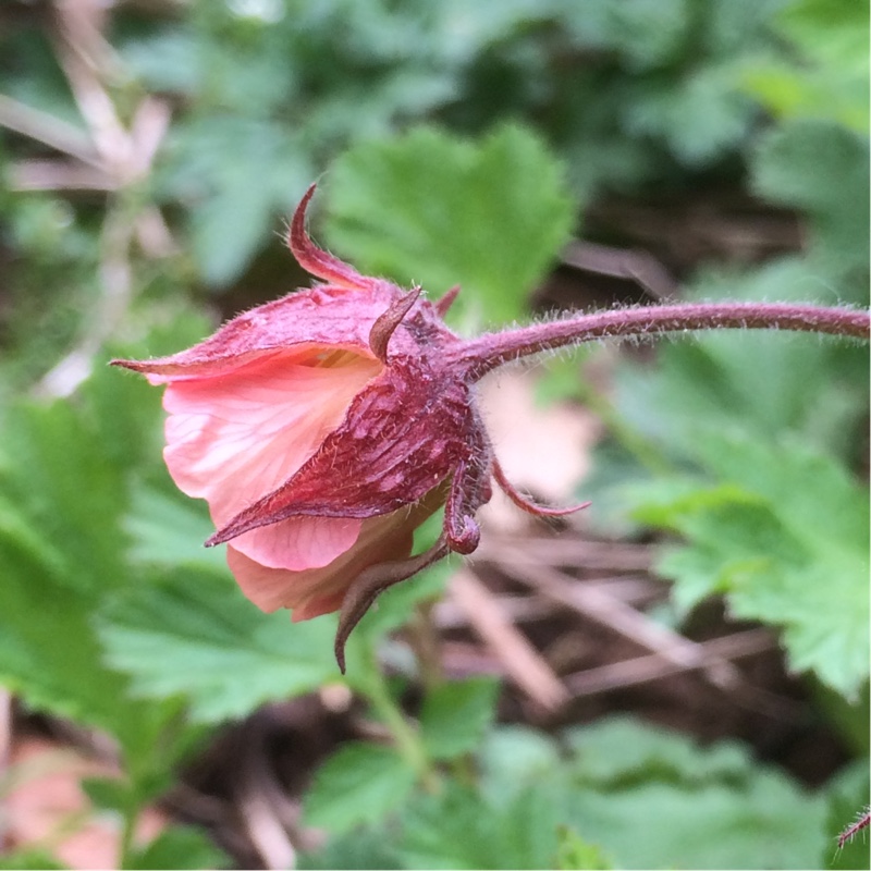 Geum rivale in the GardenTags plant encyclopedia Water Avens in the GardenTags plant encyclopedia
