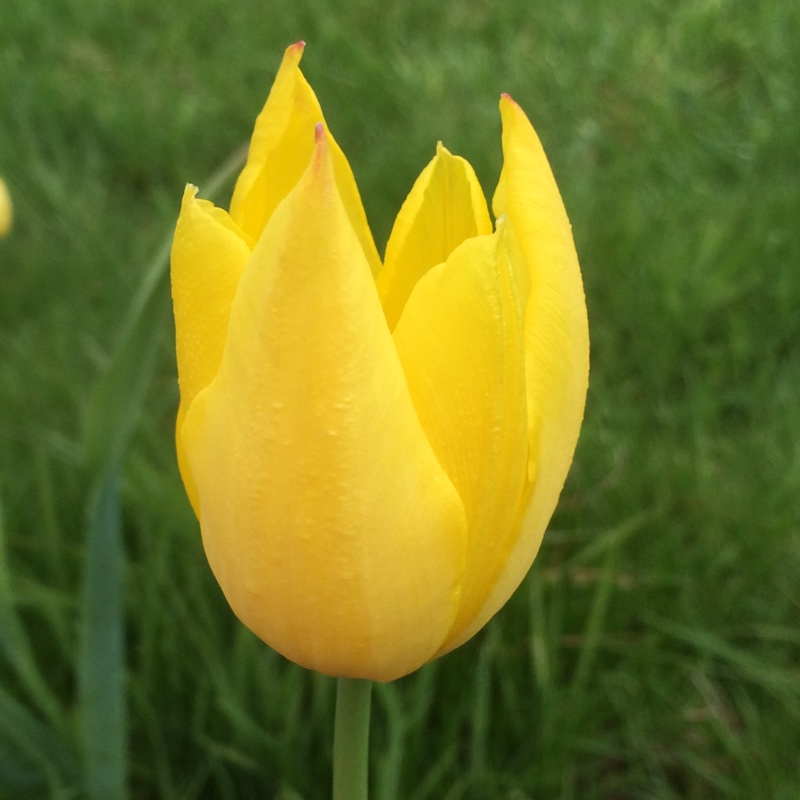 Tulipa gesneriana Lutea Pallida in the GardenTags plant encyclopedia Tulip (Species) Garden Tulip Lutea Pallida in the GardenTags plant encyclopedia