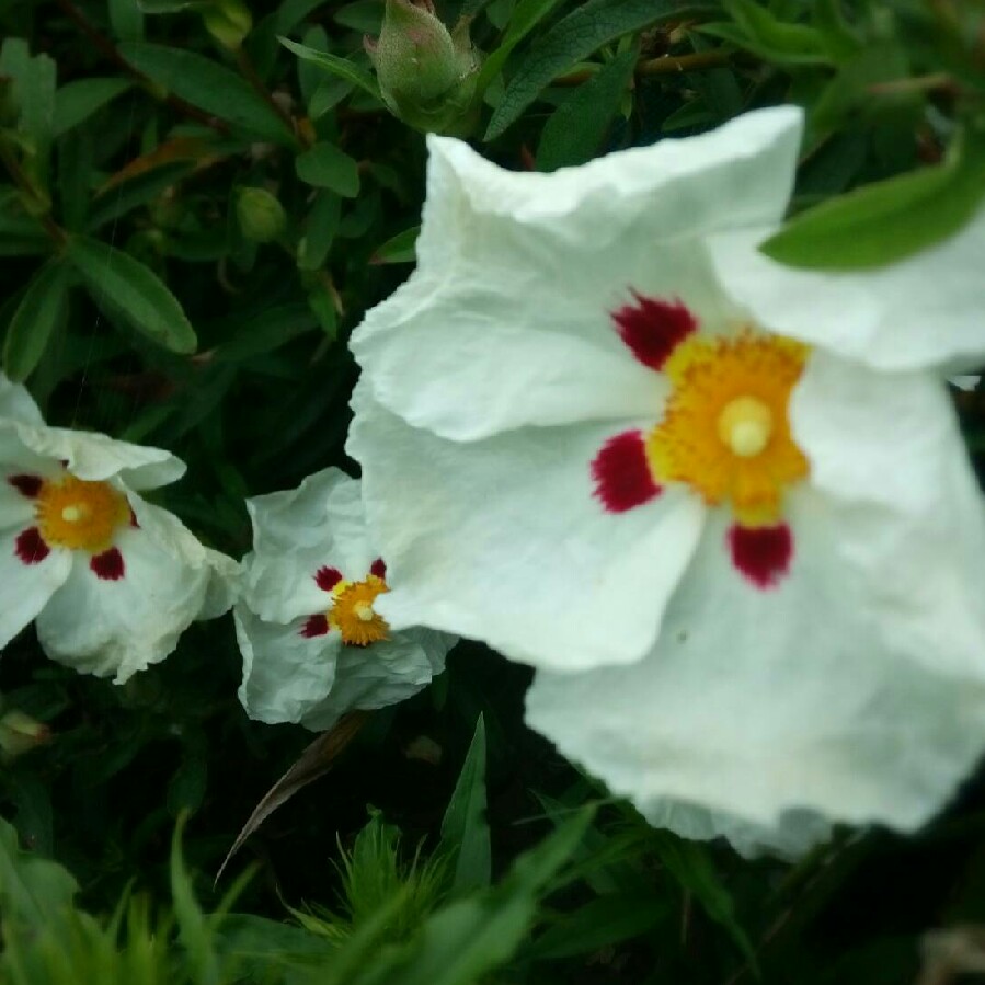 Cistus ladanifer var. sulcatus x C. ladanifer Blanche in the GardenTags plant encyclopedia Cistus Blanche in the GardenTags plant encyclopedia