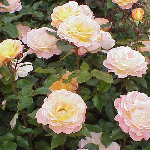 Rosa Rosemary Harkness (Harrowbond) in the GardenTags plant encyclopedia Rose Rosemary Harkness in the GardenTags plant encyclopedia