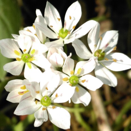 Allium subvillosum syn. Allium subhirsutum subsp. subvillosum in the GardenTags plant encyclopedia Allium (Species) Spring Garlic in the GardenTags plant encyclopedia