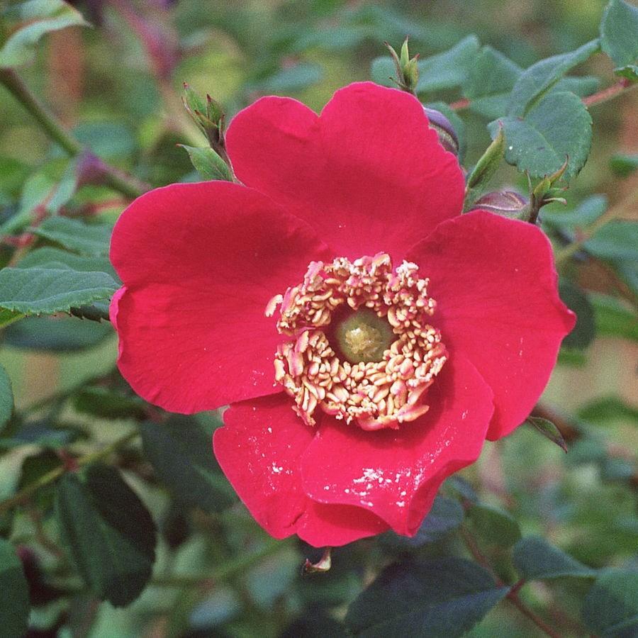 Rosa moyesii Geranium in the GardenTags plant encyclopedia Rose moyesii Geranium in the GardenTags plant encyclopedia
