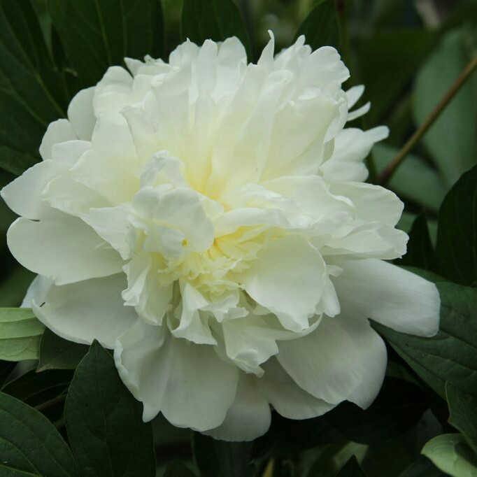 Peony Duchesse de Nemours (Herbaceous) in the GardenTags plant encyclopedia