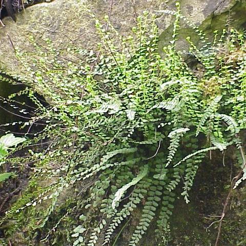 Asplenium trichomanes in the GardenTags plant encyclopedia Maidenhair Spleenwort in the GardenTags plant encyclopedia