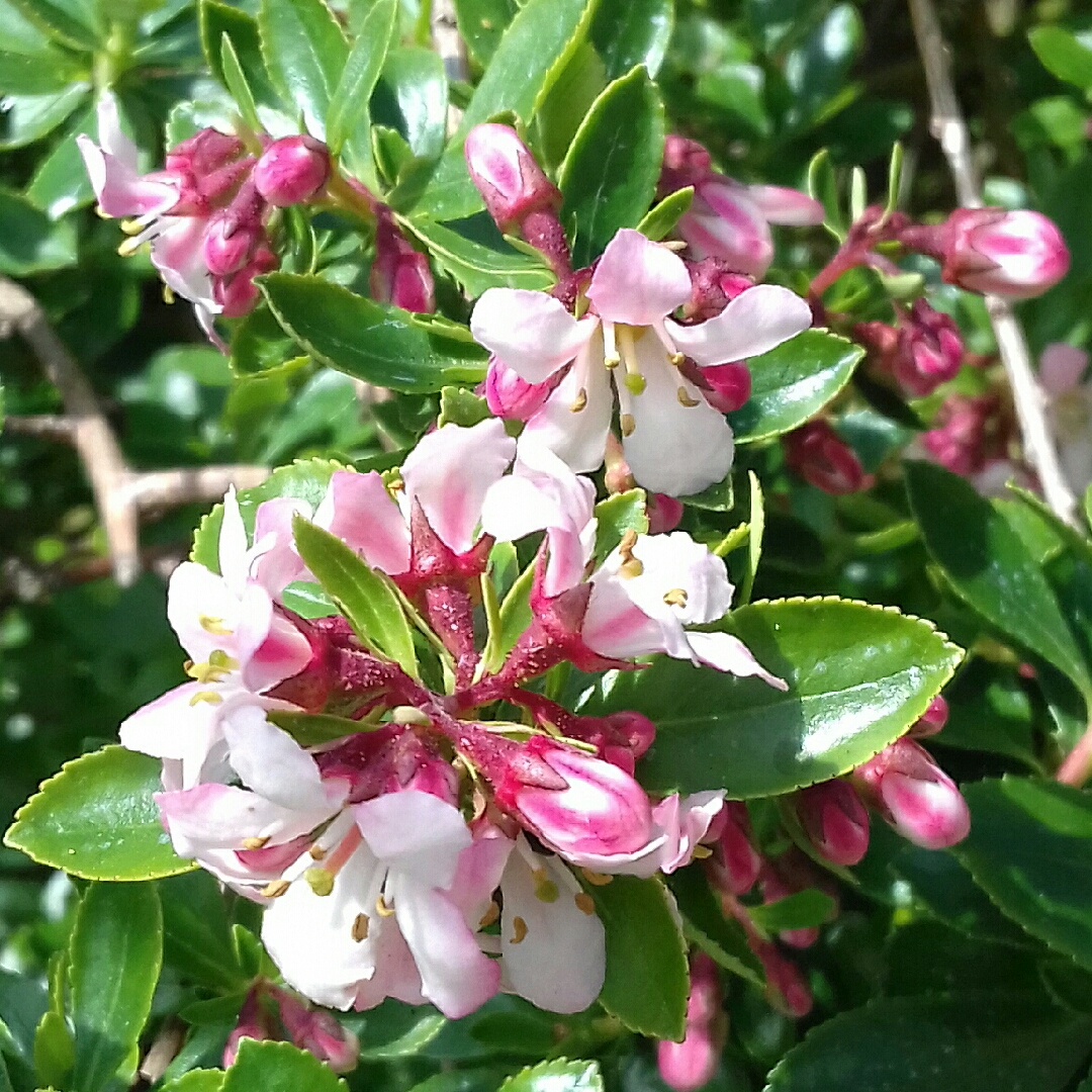 Escallonia Apple Blossom in the GardenTags plant encyclopedia