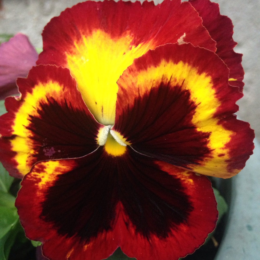 Viola x wittrockiana Matrix Solar Flare in the GardenTags plant encyclopedia Pansy Solar Flare in the GardenTags plant encyclopedia