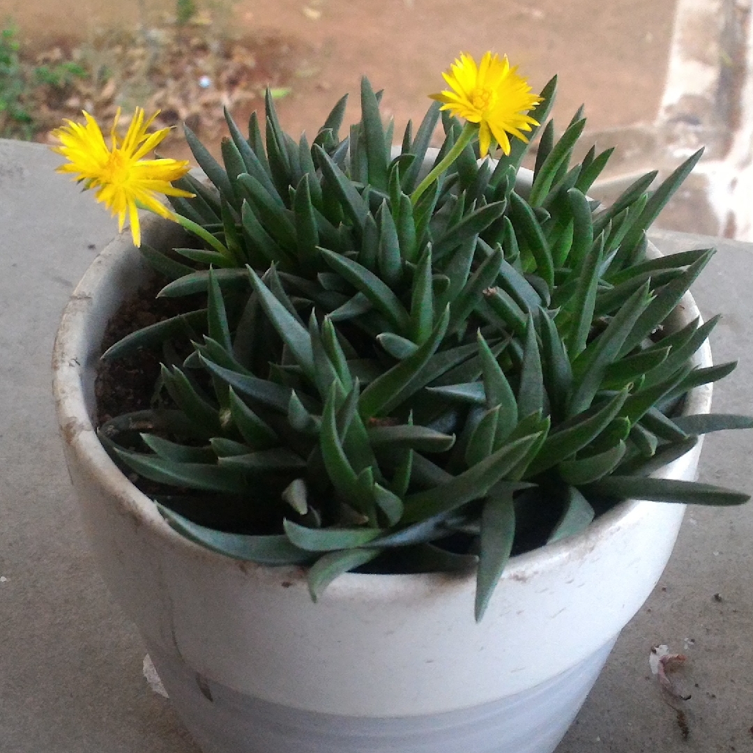 Delosperma nubigenum in the GardenTags plant encyclopedia Yellow Ice Plant in the GardenTags plant encyclopedia