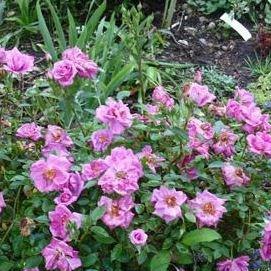 Rose Bluenette in the GardenTags plant encyclopedia