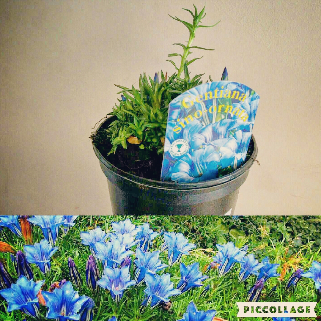 Gentiana sino-ornata in the GardenTags plant encyclopedia Gentian sino-ornata in the GardenTags plant encyclopedia
