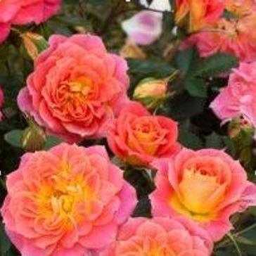 Rosa Mandarin (Korcelin) in the GardenTags plant encyclopedia Rose Mandarin in the GardenTags plant encyclopedia
