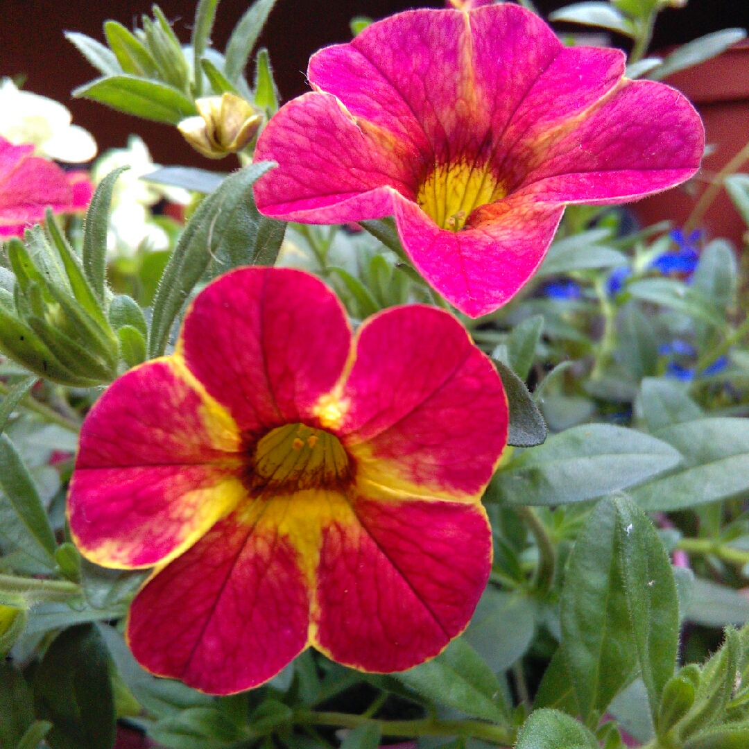 Petunia surfinia Mini trailing in the GardenTags plant encyclopedia Trailing Mini Petunia in the GardenTags plant encyclopedia